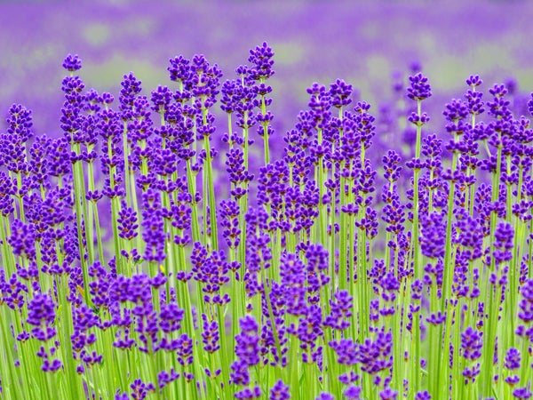 <ひとり旅>『富士山とラベンダーの絶景!!河口湖ハーブフェスティバルと山梨でサクランボ狩り 日帰り』【西船橋 出発】2